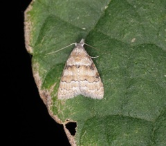 Nola bifascialis