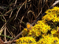 Pyronia tithonus