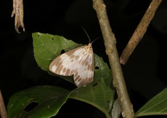 Nyctemera carissima