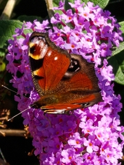 Aglais io