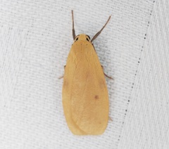 Paralithosia shaowuica