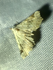 Prolophota trigonifera