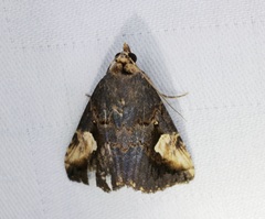 Pseudosphetta fissisigna