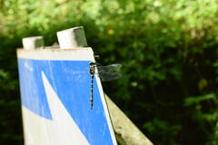 Anotogaster sieboldii sieboldii