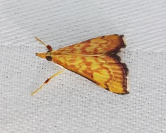 Pyrausta ignealis