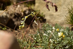 Artemisia umbelliformis