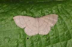 Scopula mecysma