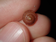 Clanculus consobrinus