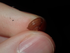 Clanculus consobrinus