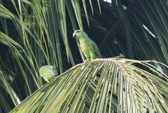 Graydidascalus brachyurus