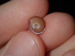 Clanculus consobrinus