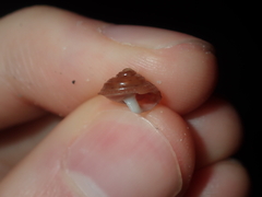 Clanculus consobrinus