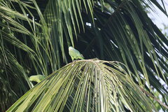 Graydidascalus brachyurus