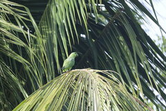 Graydidascalus brachyurus