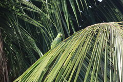 Graydidascalus brachyurus