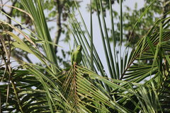 Graydidascalus brachyurus