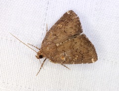Amyna axis