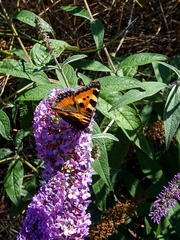 Aglais urticae