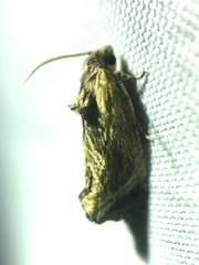 Cryptophlebia repletana