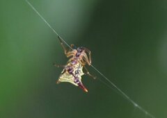 Micrathena acuta