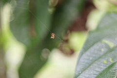 Micrathena acuta