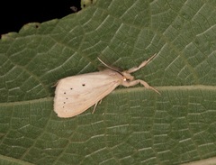 Laelia anamesa