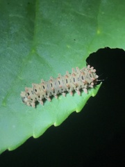 Histia flabellicornis