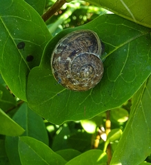 Cornu aspersum
