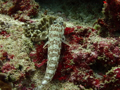 Parapercis millepunctata