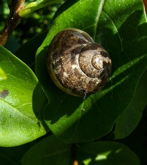 Cornu aspersum