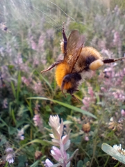 Bombus pascuorum