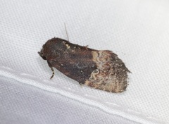 Elusa antennata
