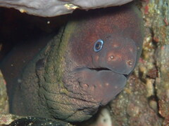 Gymnothorax unicolor