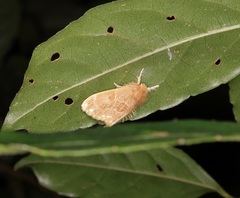 Euproctis inornata