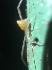 Thwaitesia margaritifera