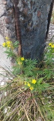 Potentilla multifida