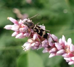 Chlorophorus diadema
