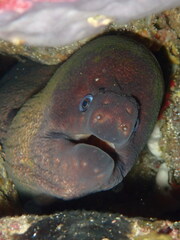 Gymnothorax unicolor