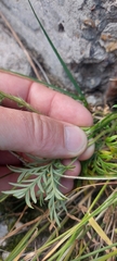Potentilla multifida