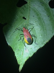 Dindymus sanguineus