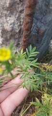 Potentilla multifida