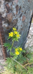 Potentilla multifida