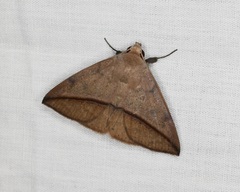 Ugia purpurea
