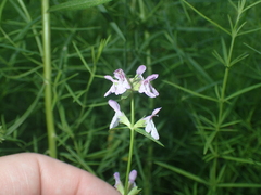 Stachys hyssopifolia