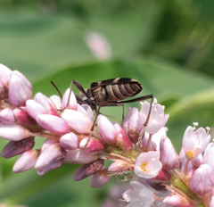 Chlorophorus diadema