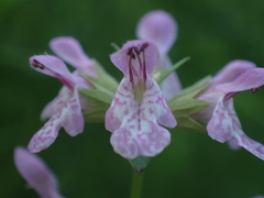 Stachys hyssopifolia