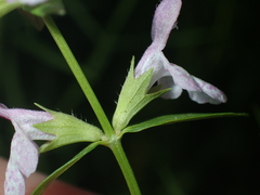Stachys hyssopifolia