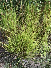 Carex crawfordii