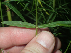 Stachys hyssopifolia