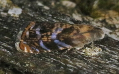 Grapholita prunivora
